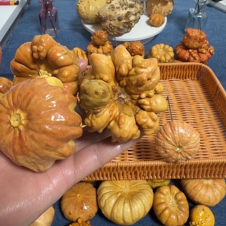 紫***鈺墨西哥七彩疙瘩葫芦瑕疵不退货
