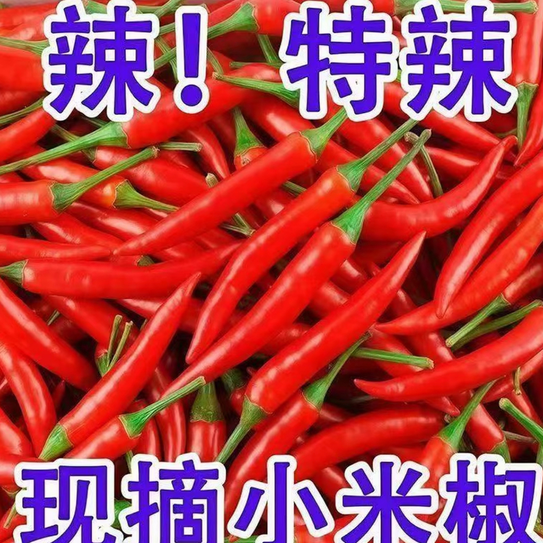 云南新鲜现摘小米辣椒特辣朝天椒可做泡椒剁椒酱农家种植蔬菜
