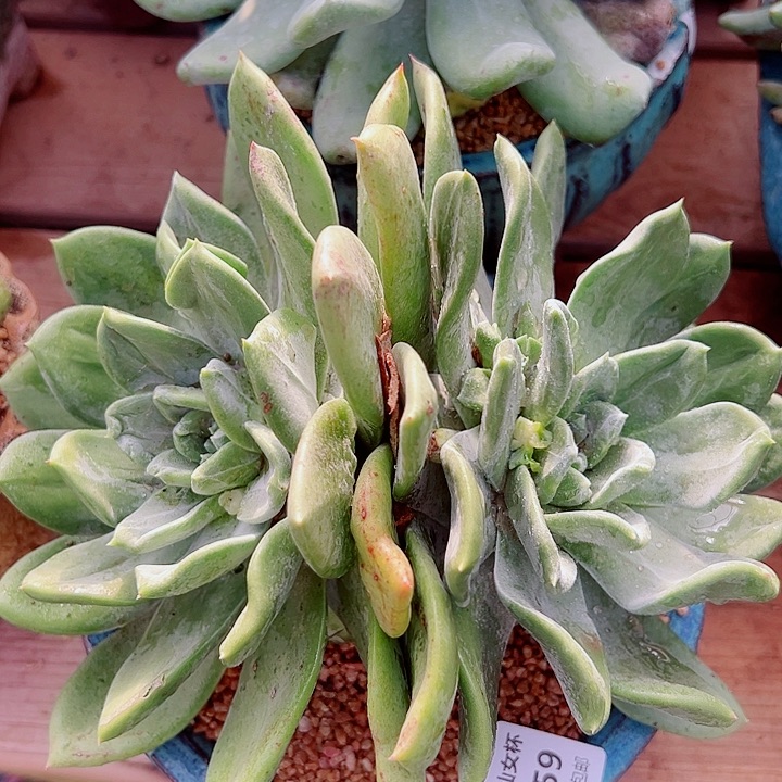 6459绿体墨西哥仙女杯多肉