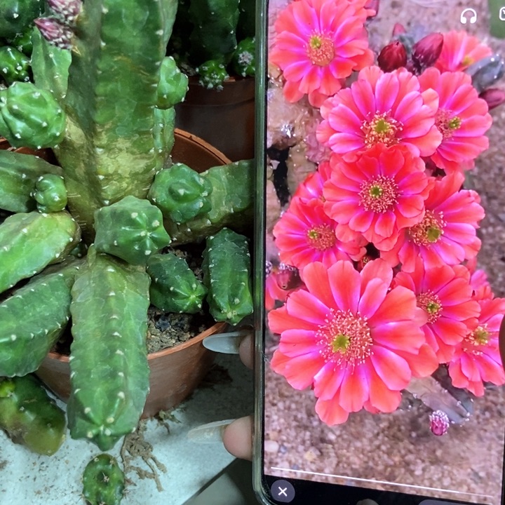 仙人球桃太郎一盆