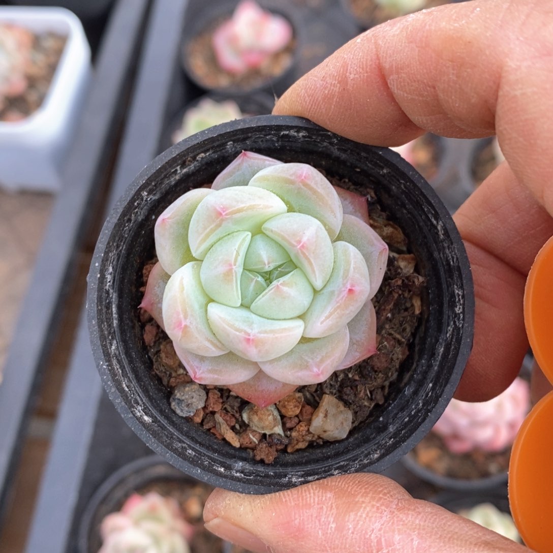 精品多肉一物一拍不包整54