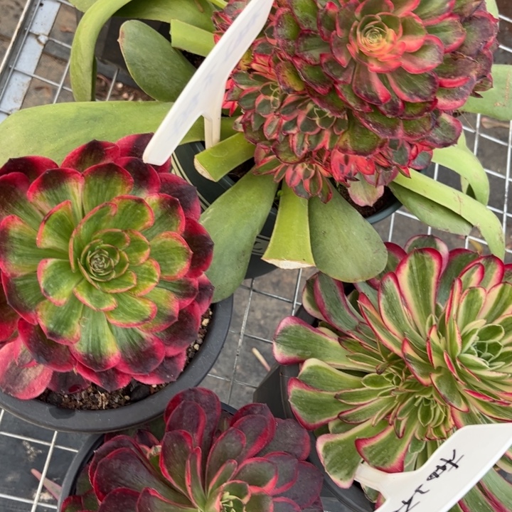 柚***甜不开花植物柚子的专拍链接