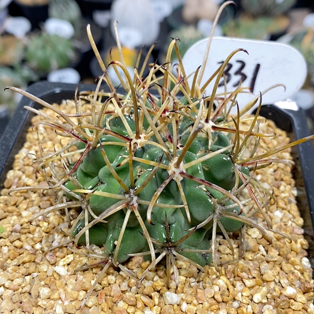 331号实生黑罗刹6cm