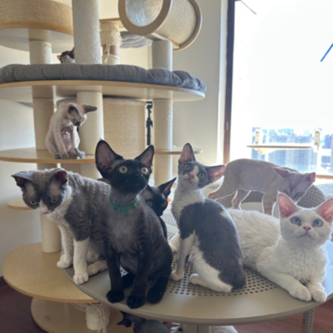 软萌可爱的德文卷毛猫活体宠物猫奶猫幼猫