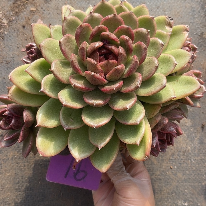 两单包邮，一物一拍91紫水晶