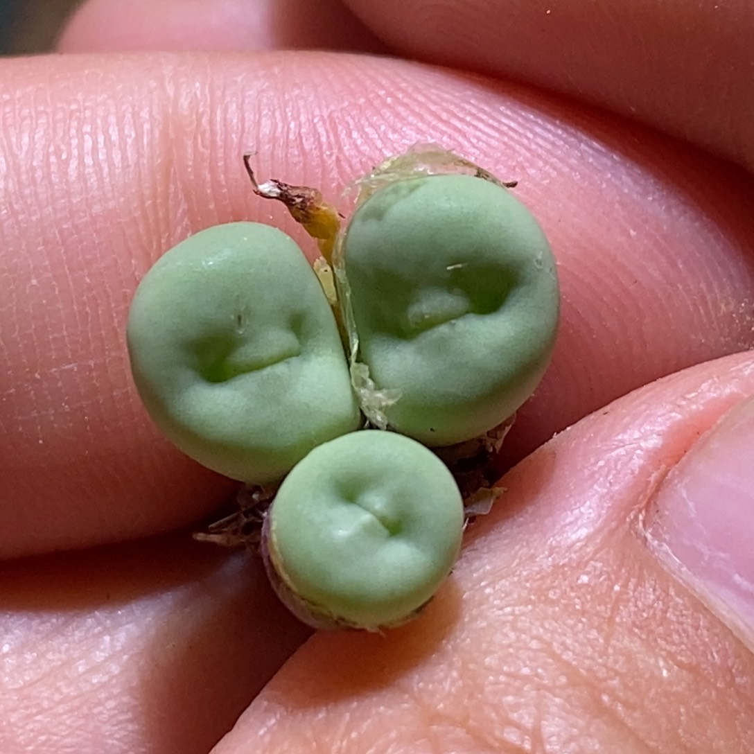 三头贝特分红嘴嘴好看好看