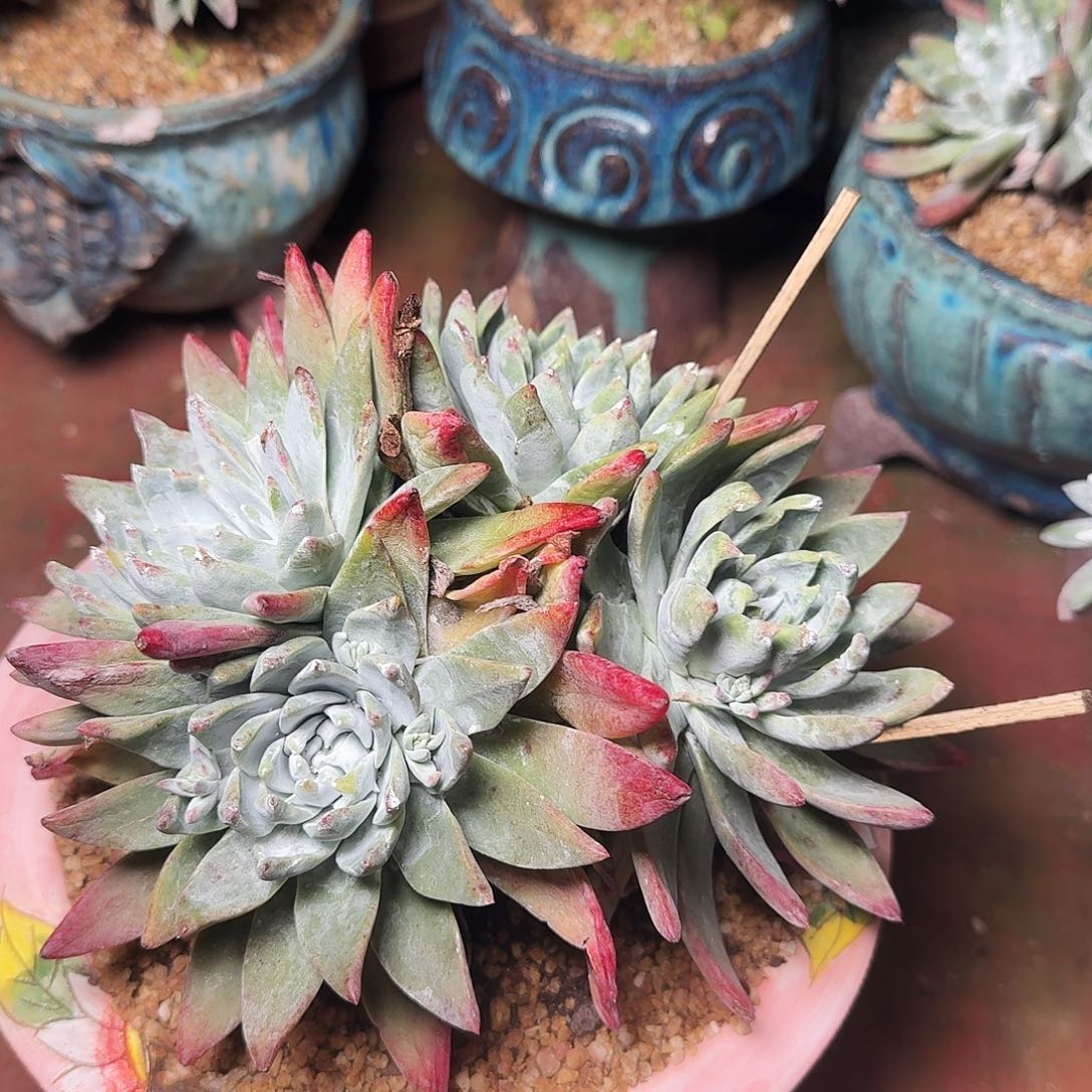 1150墨西哥杂交多肉