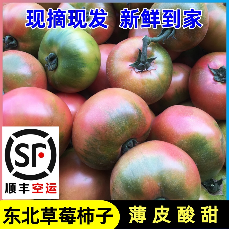 顺丰东北铁皮草莓柿子东北黑土地即食新鲜自然熟番茄水果西红柿