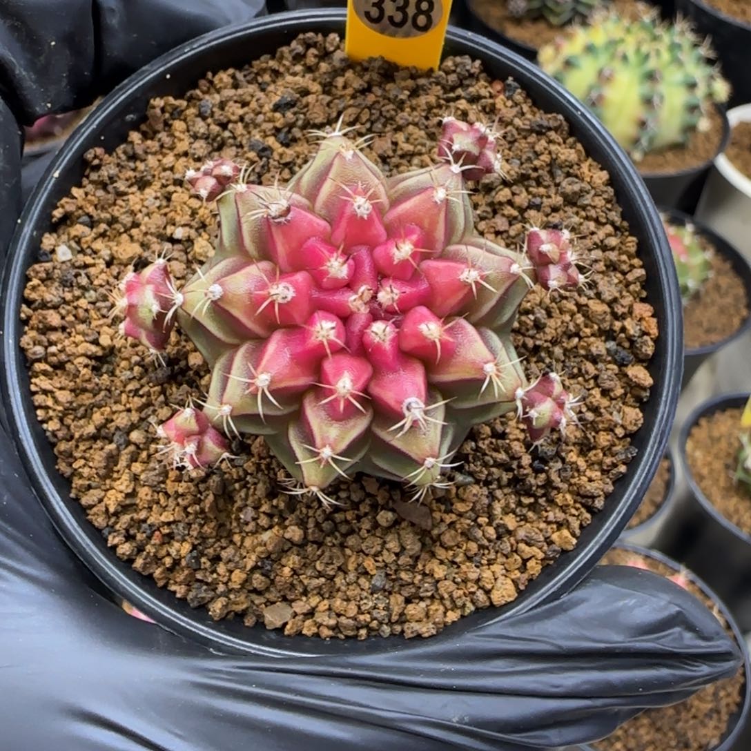 338号泰系名品侧芽小红帽
