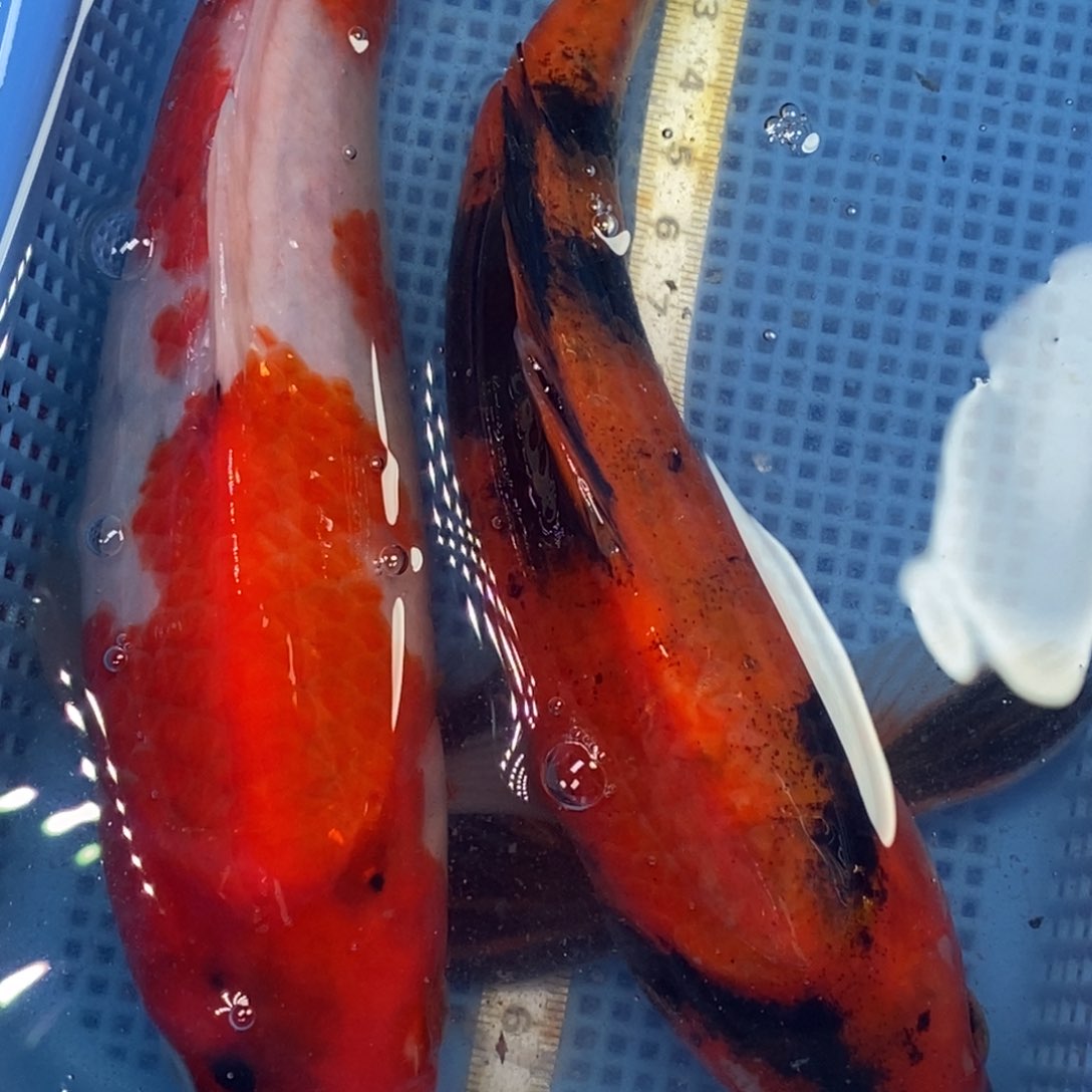 锦鲤冷水锦鲤包邮