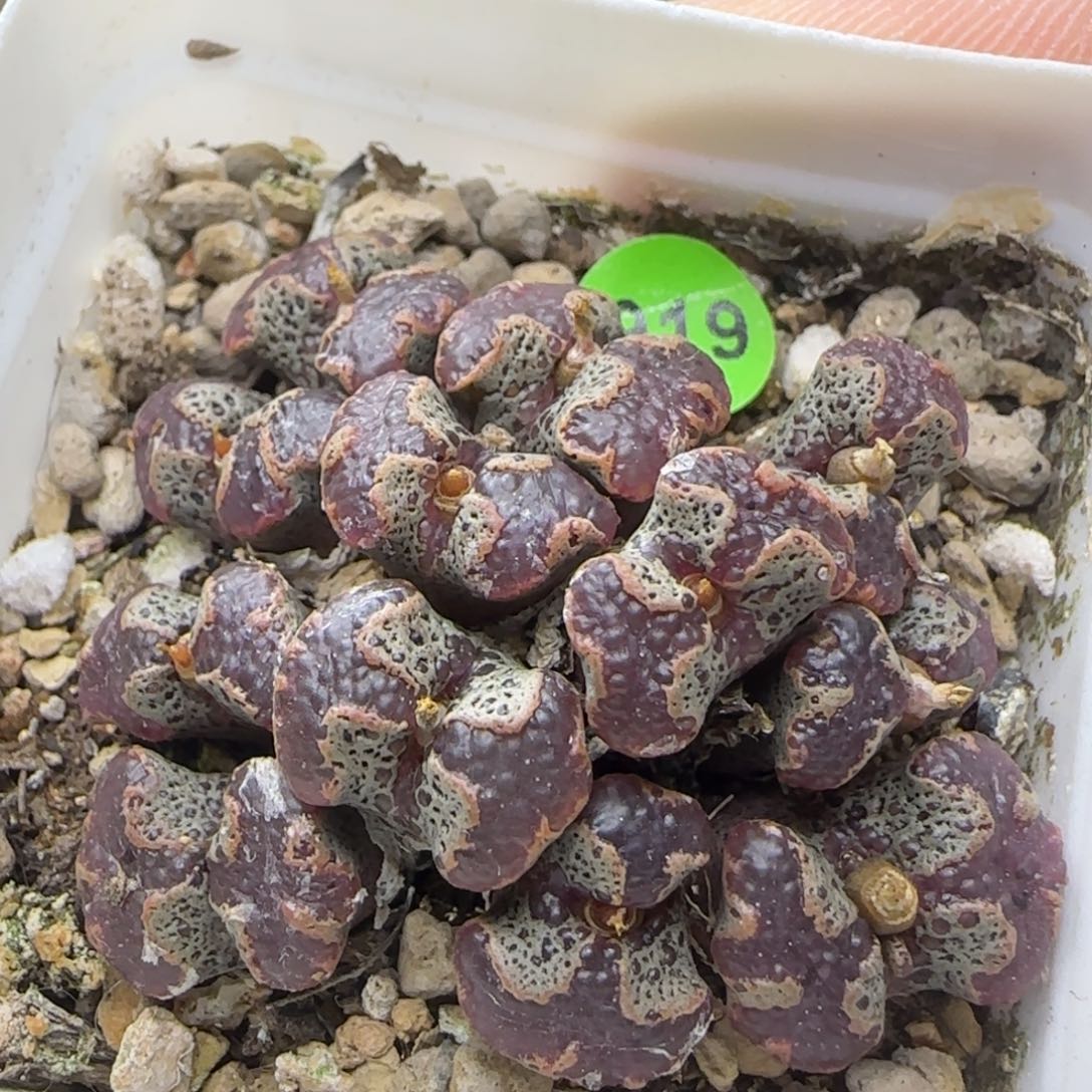 超碟群多肉植物919