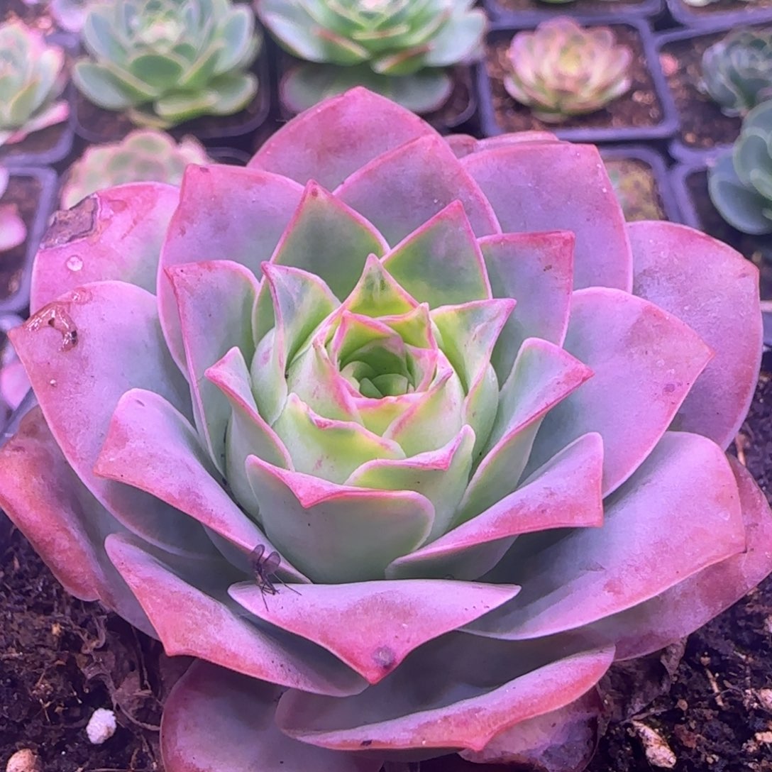 杨****26厘米紫色玫瑰单头1424275857