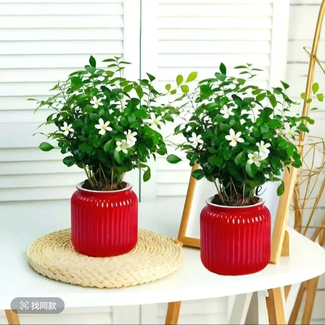 T九里香盆栽浓香水培植物四季好养七里香树苗室内好养花卉驱蚊