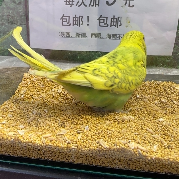 虎皮鹦鹉大头虎皮鹦鹉