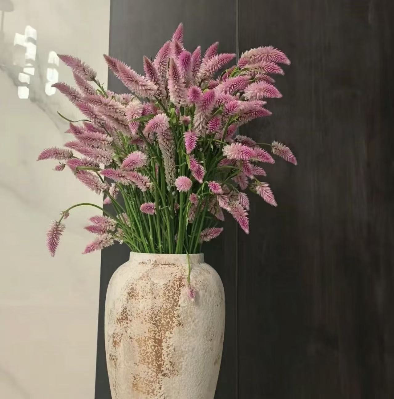【凤尾花】花期超长可做干花云南鲜花基地现采直发