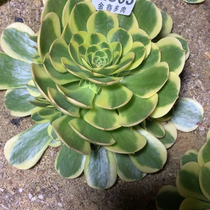 603多肉植物一物一拍