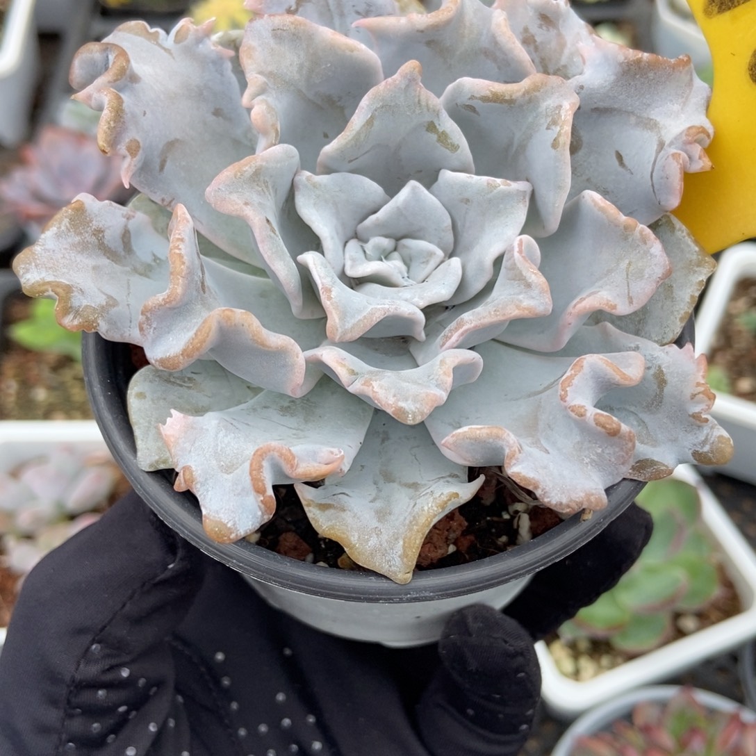 1622白饺子多肉植物