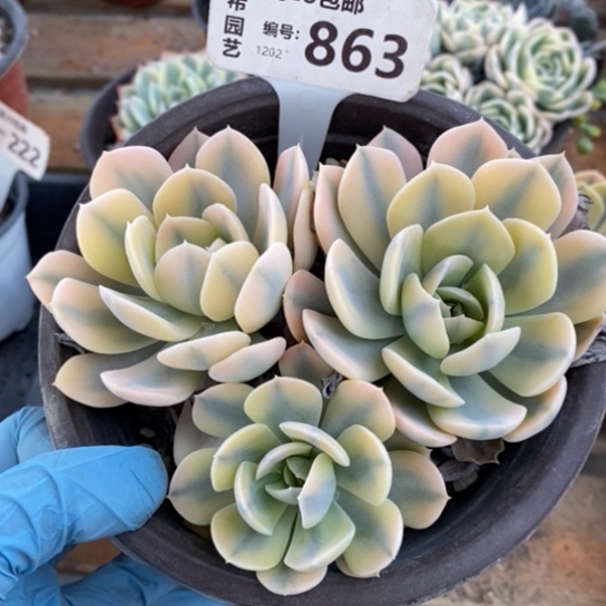 863一一一一一一一一一