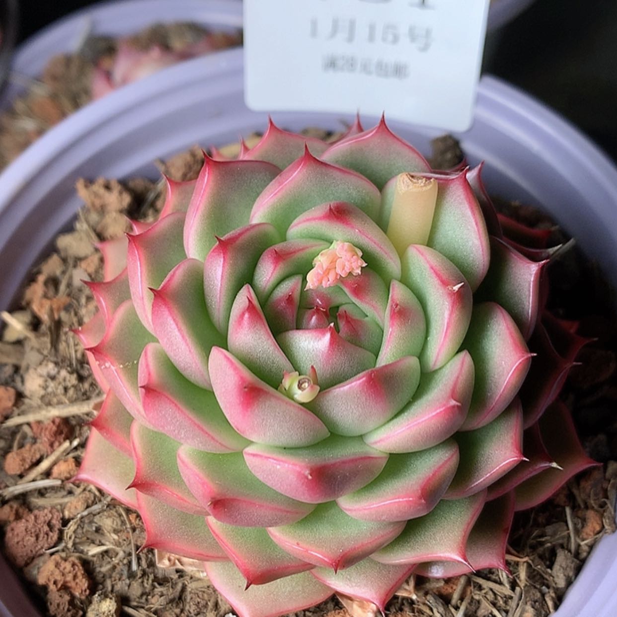 【闪购商品】云731