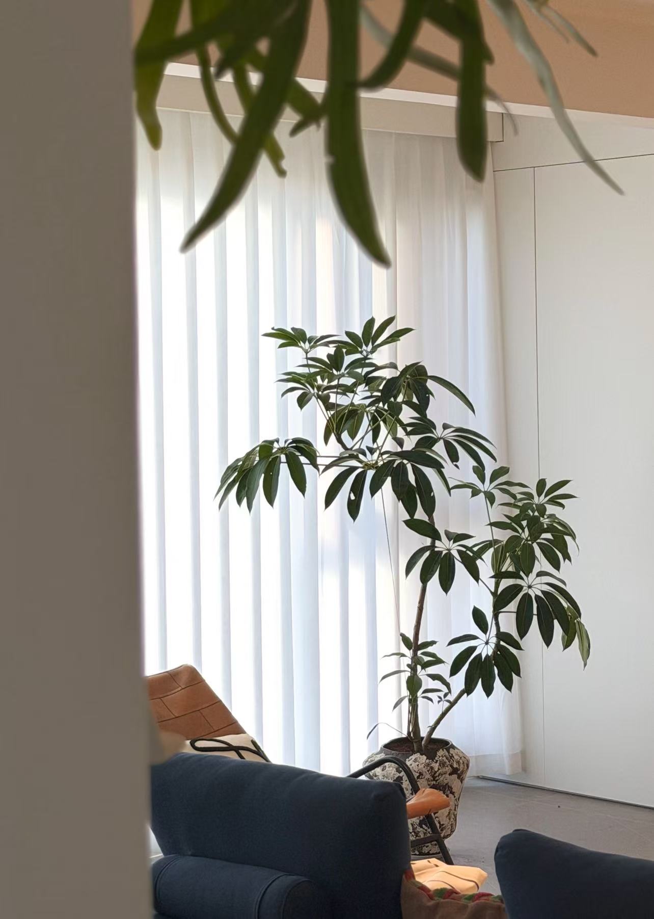 保罗大叶伞盆栽室内外观叶植物四季常青客厅办公室好养活