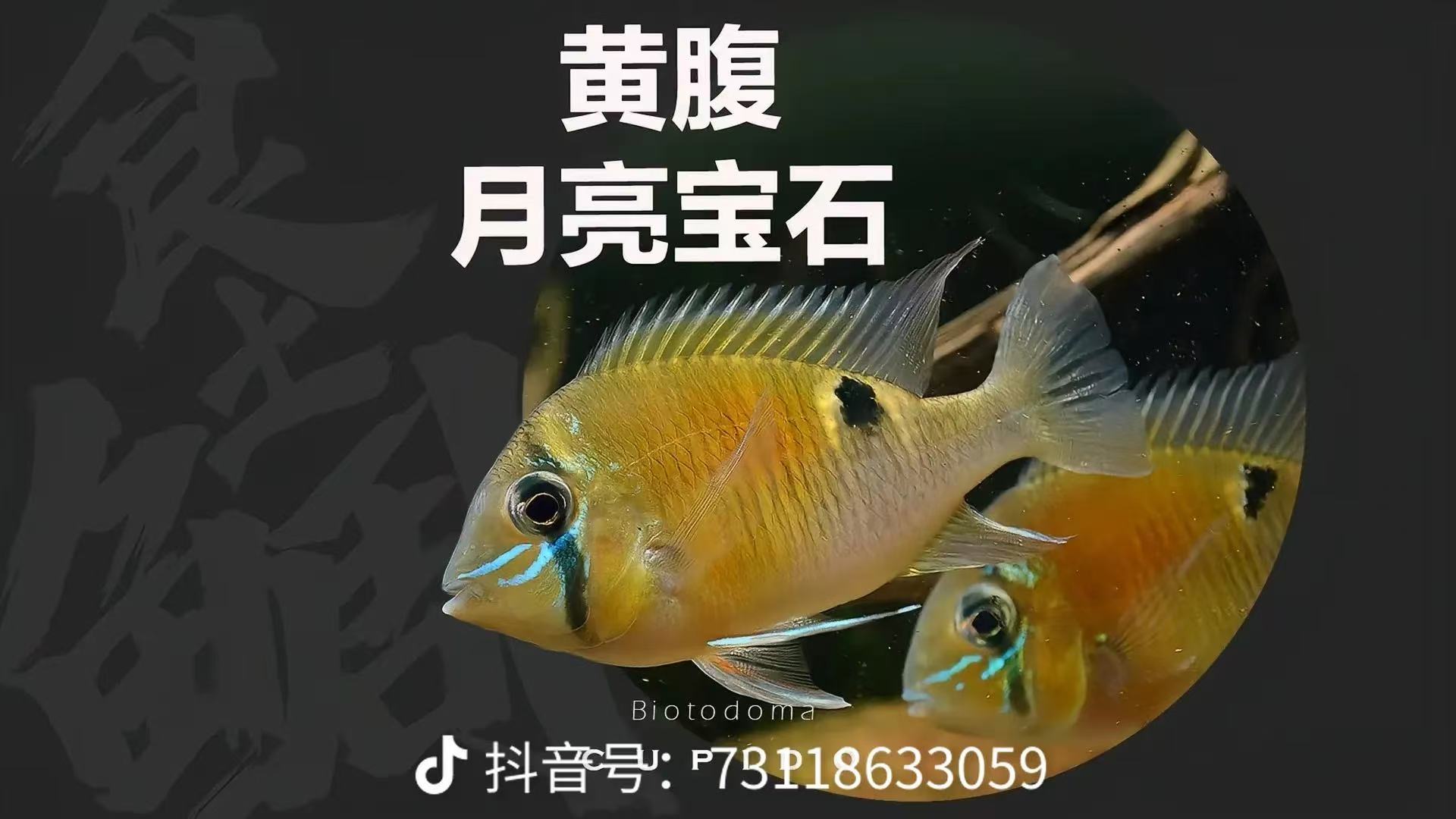 圣塔伦月亮宝石 福袋不包损