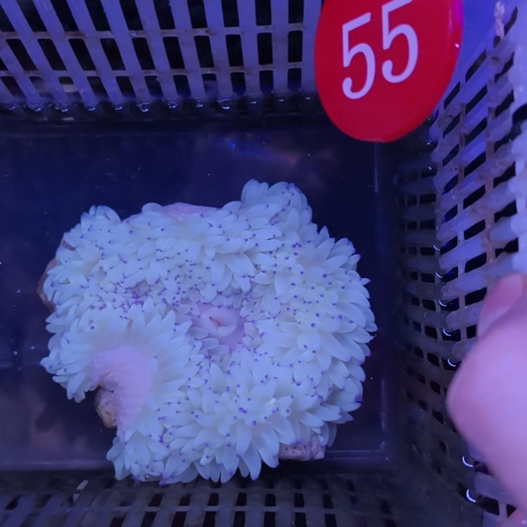 口***几海水鱼55号紫点白