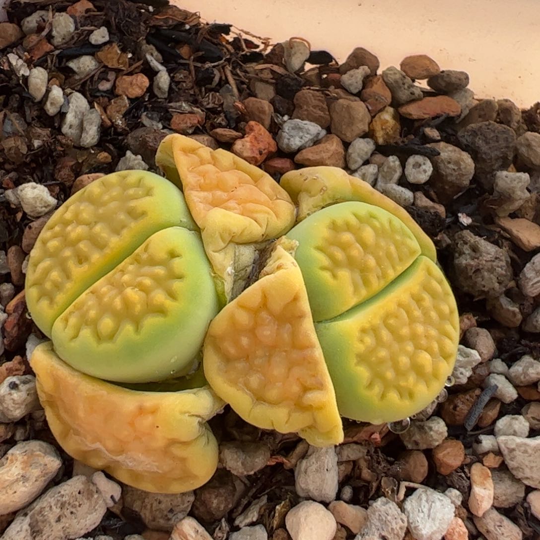 黄巴黎母本带盆多肉植物百科