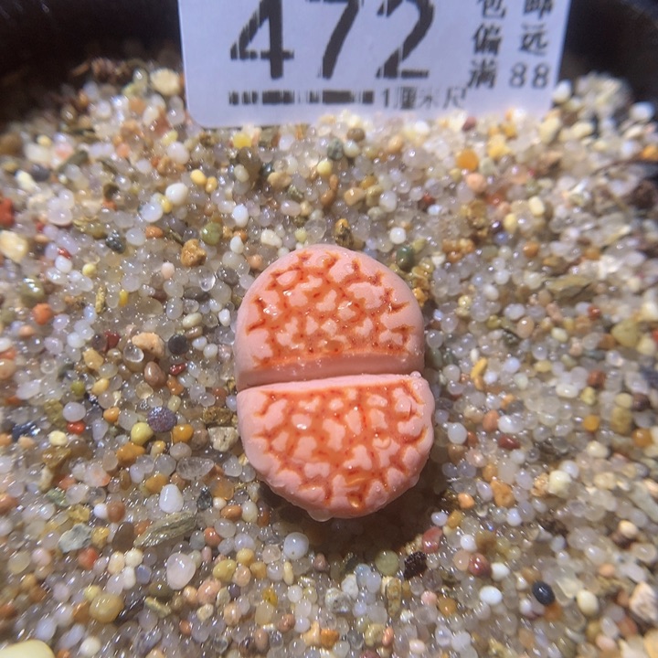 精品生石花27.472