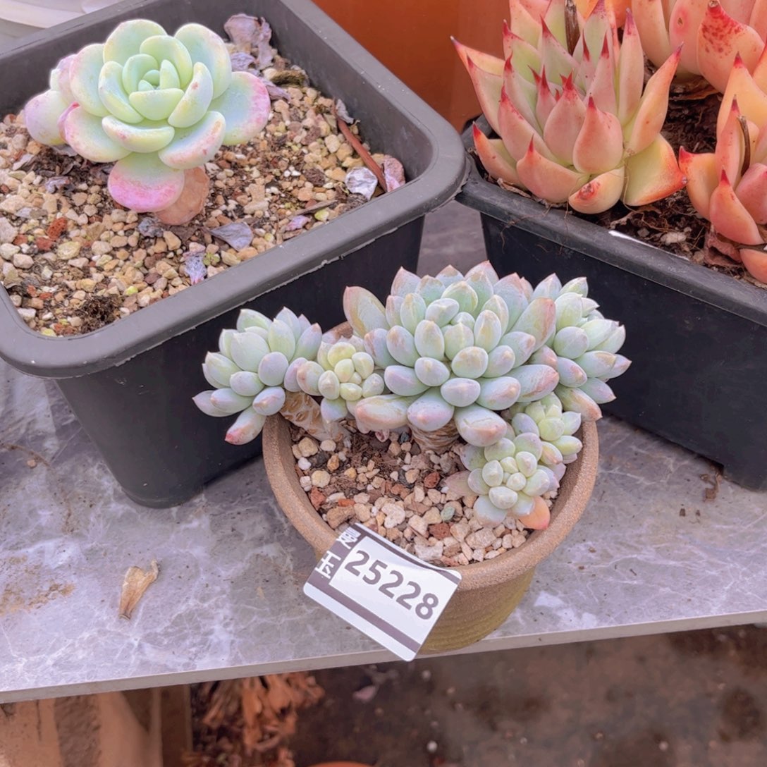 奶糖多肉植物25228