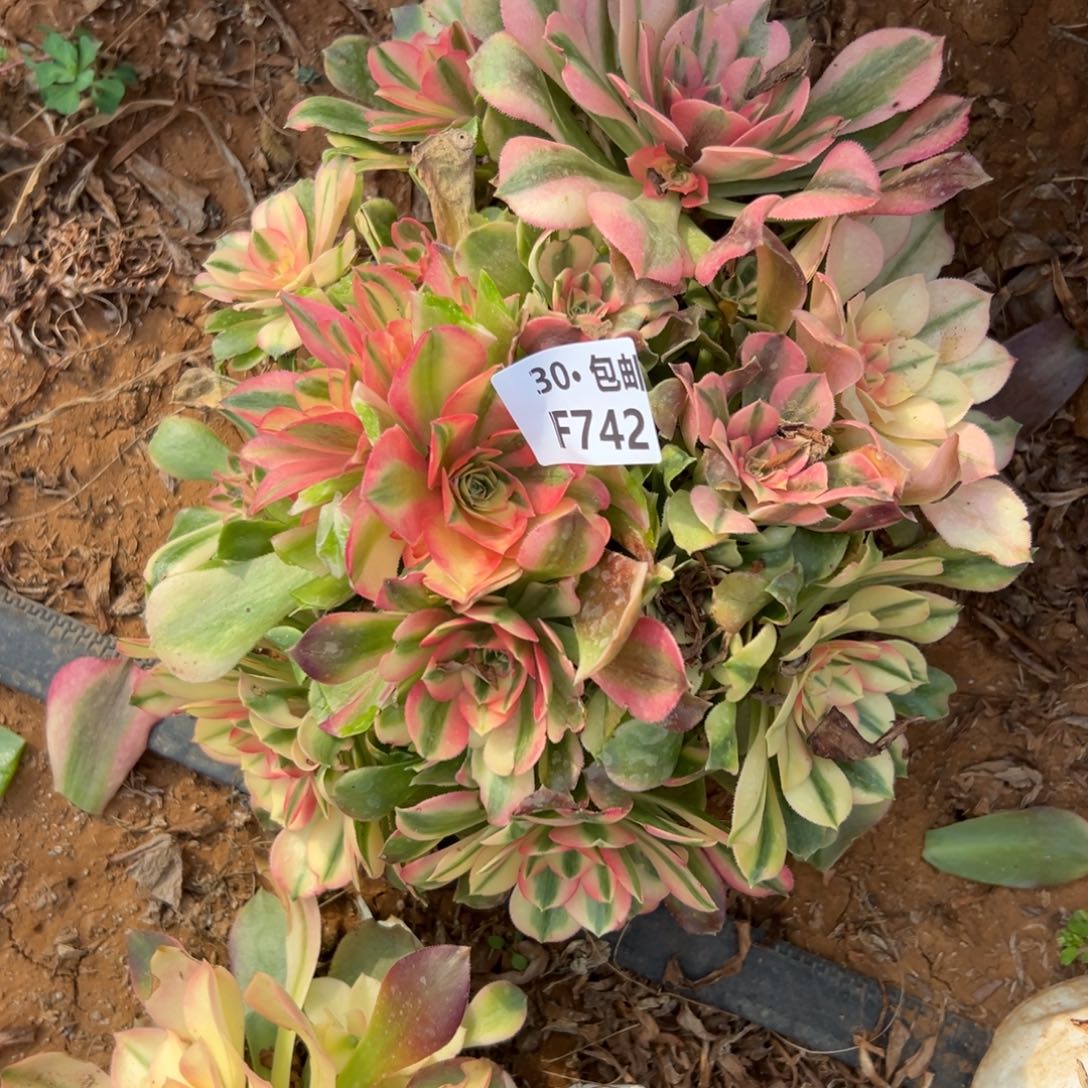 742香妃多肉法师