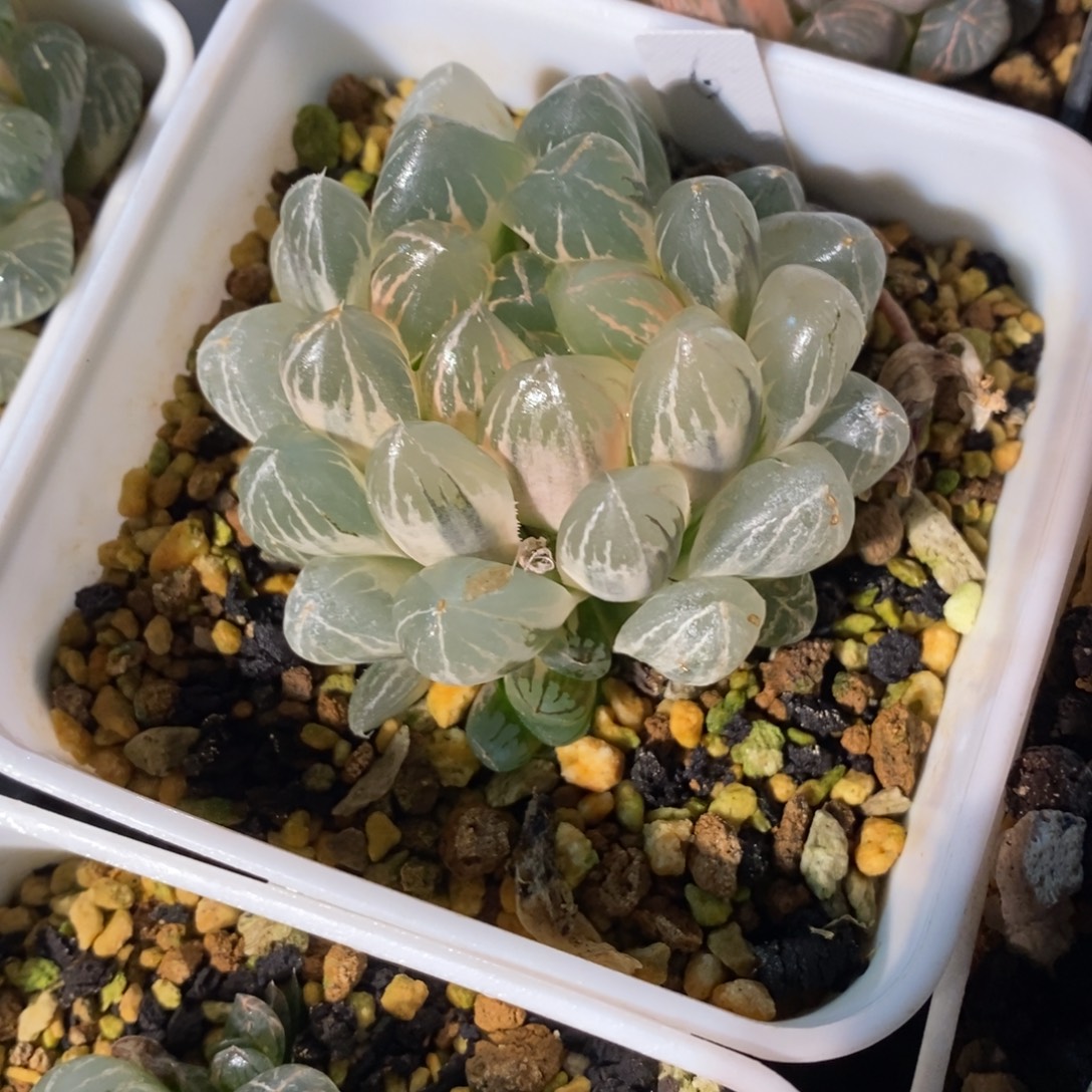 一颗实生糊斑玉露锦 