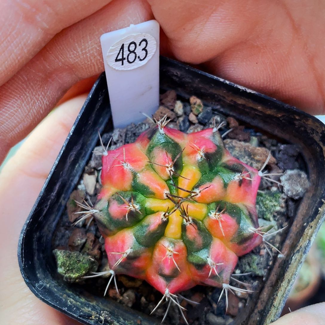 非偏远地区满25包邮仙人球裸根