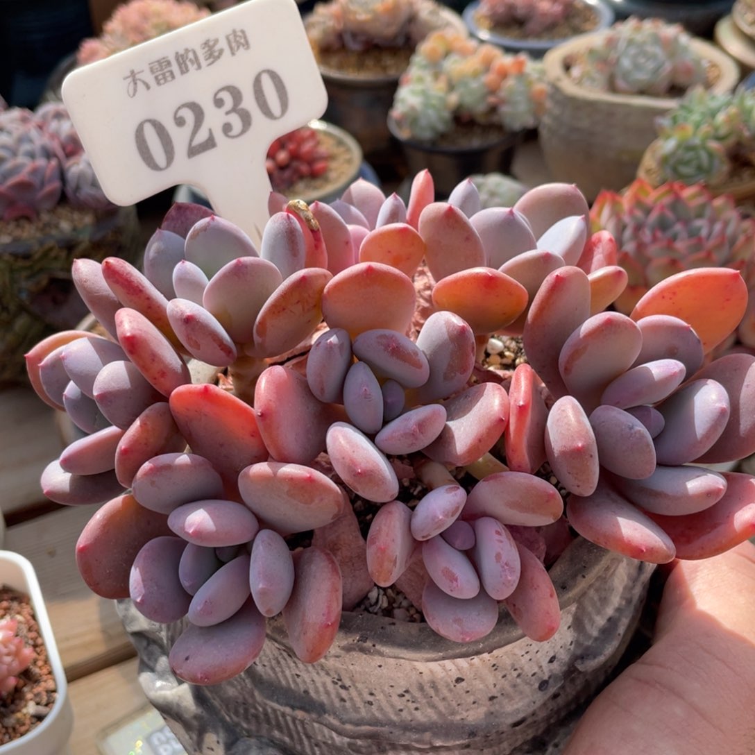 0230灰姑娘不带盆15厘米