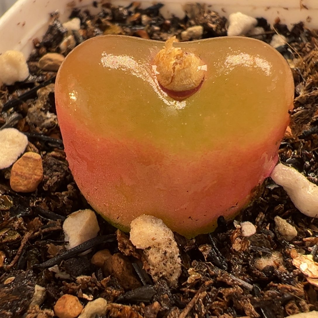 011多肉植物种类多样