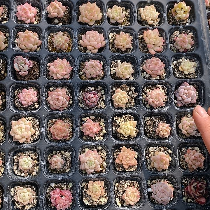 93 多肉植物盆栽花卉植物