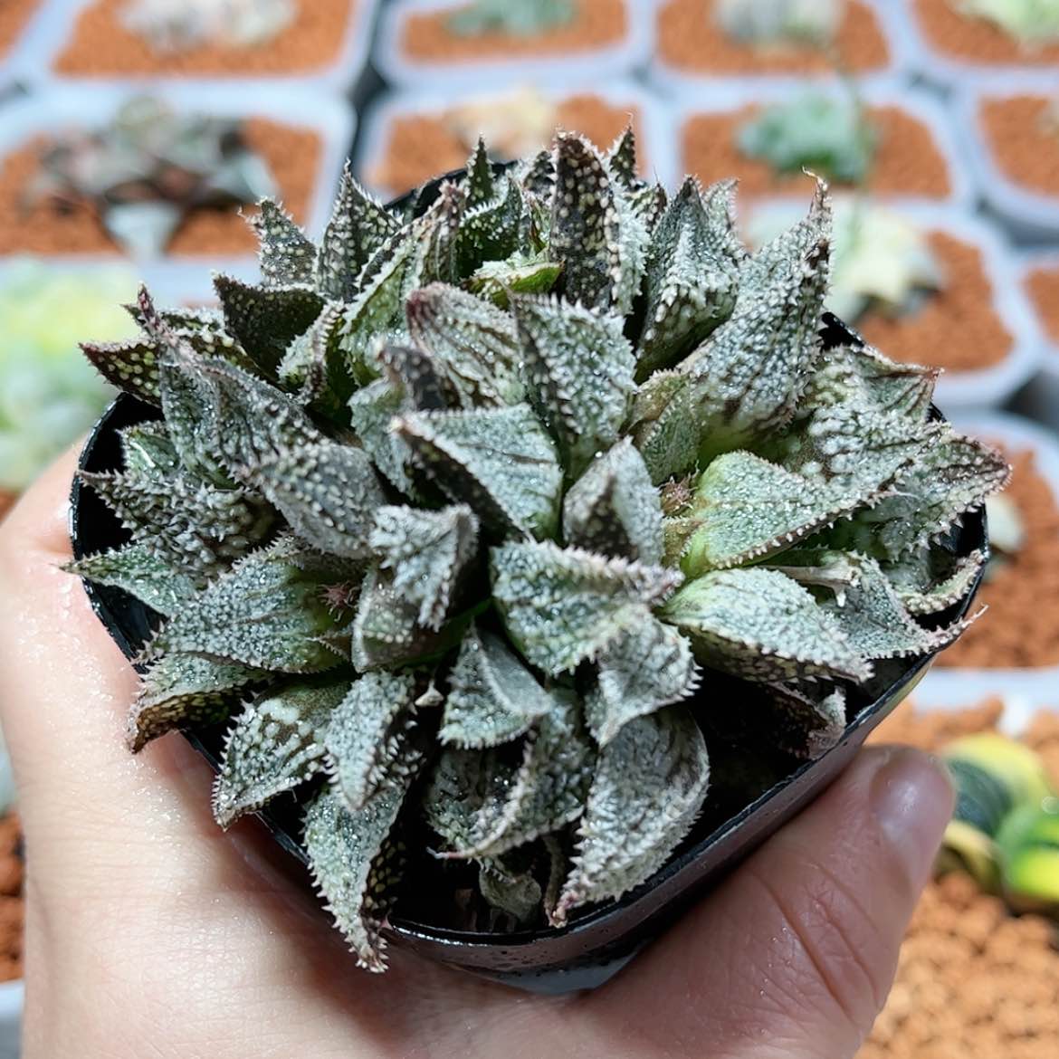 【闪购商品】彩虹城