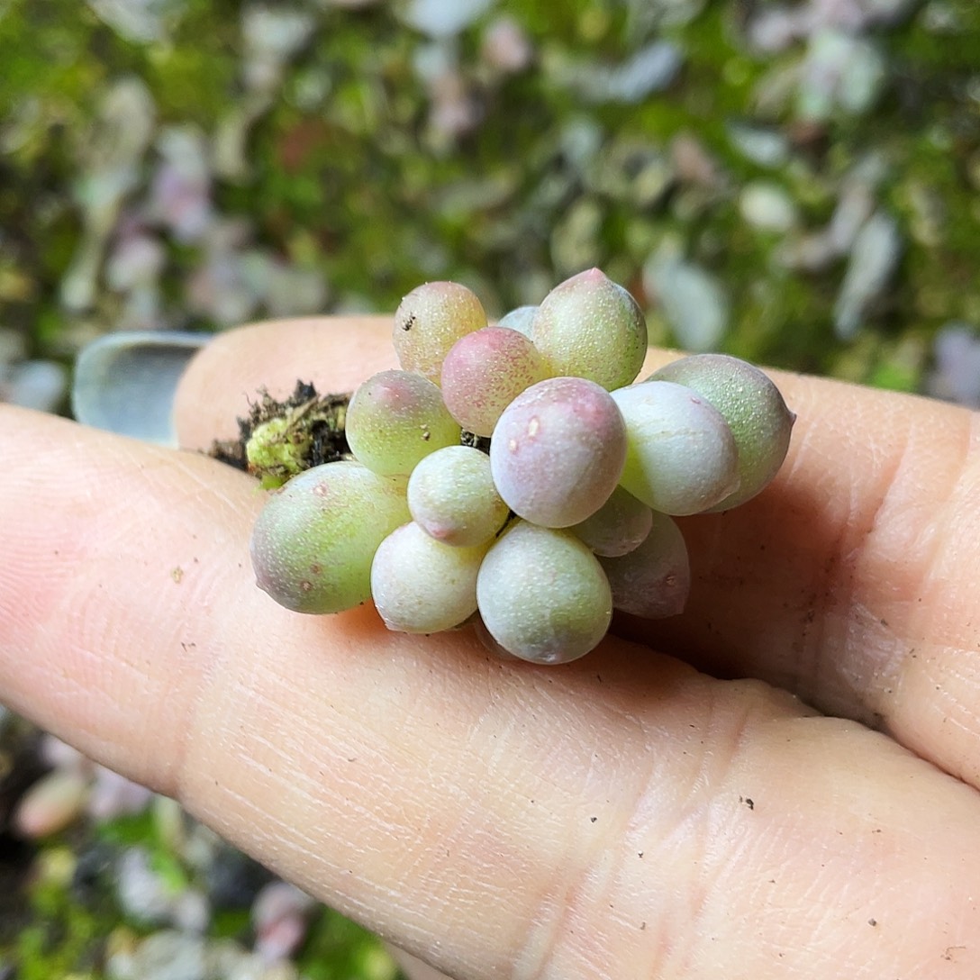 彪***子多肉植物的生长发育与生长环境