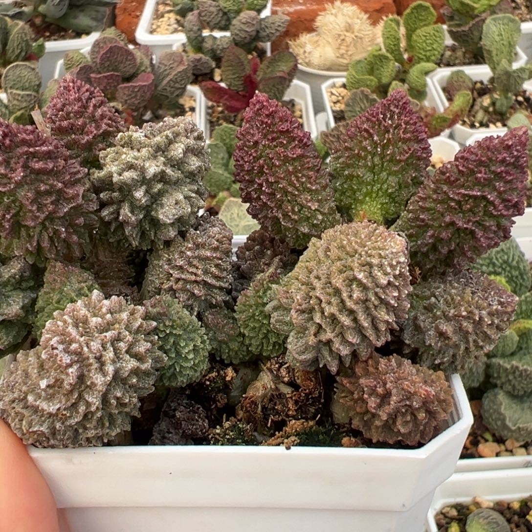 满盆朱紫玉老桩多肉植物水泡多肉植物