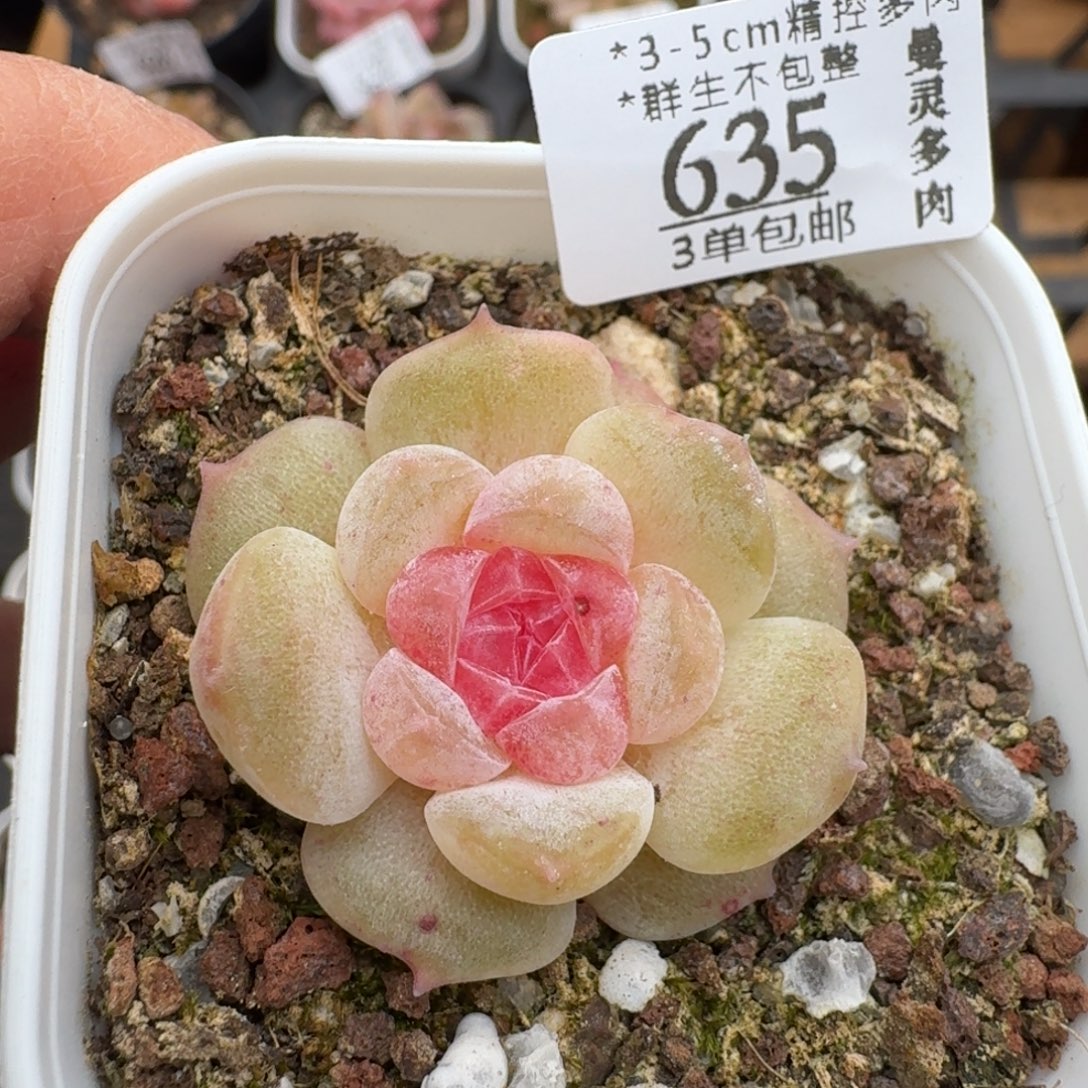 635一物一拍1223477