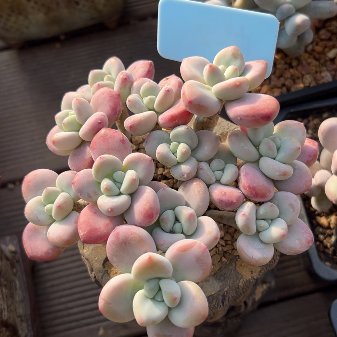 红洛神      111141111111111