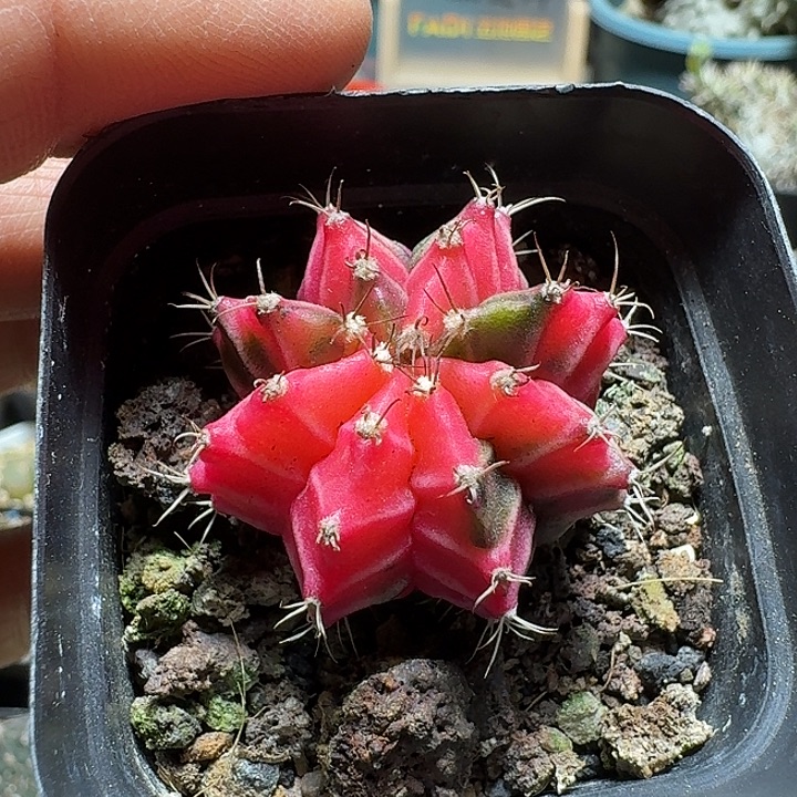 890米哈牡丹锦脱土发货