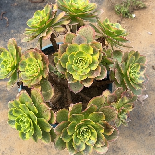 多肉植物奶白锦85