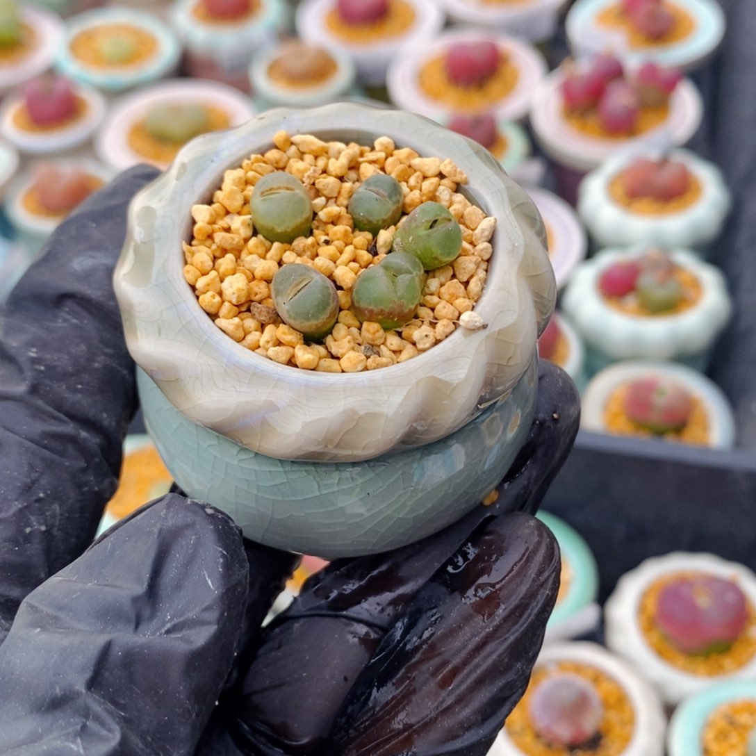 5003--一物一拍 带盆1453.9樱花