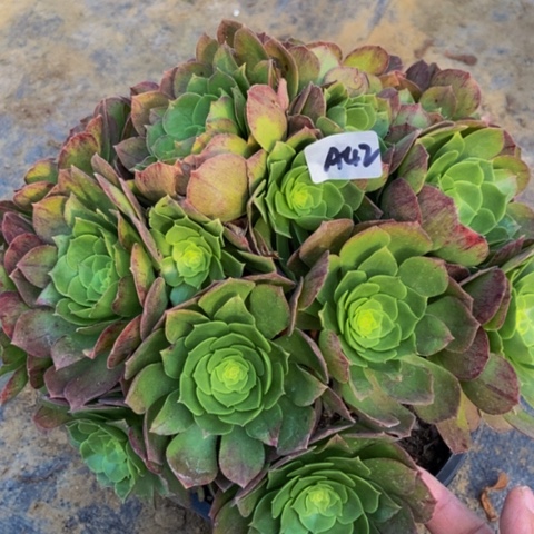 绿体万圣节多肉植物42多肉不包断