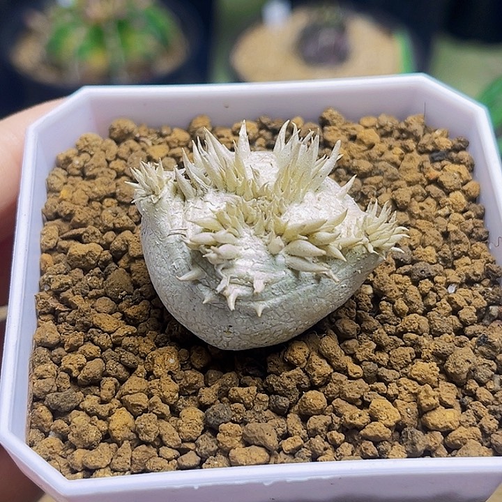 惠比须笑一颗3.2公分