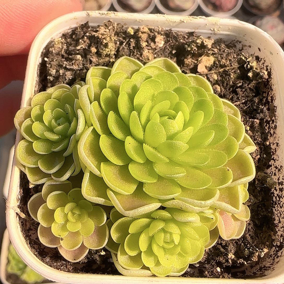 多肉1203-144捕虫堇