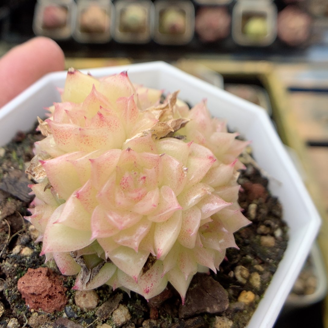 X64 ，20包邮两天凑单偏远不发货