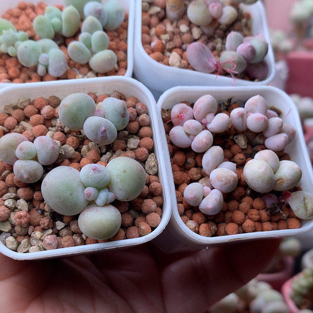 四盆奶酪带盆发货