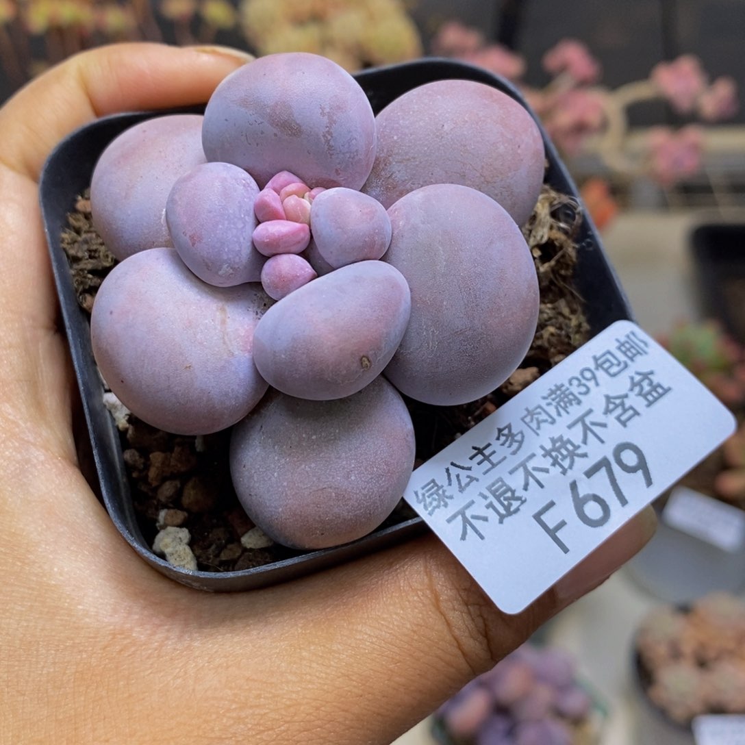 679芭比奶多肉5c m