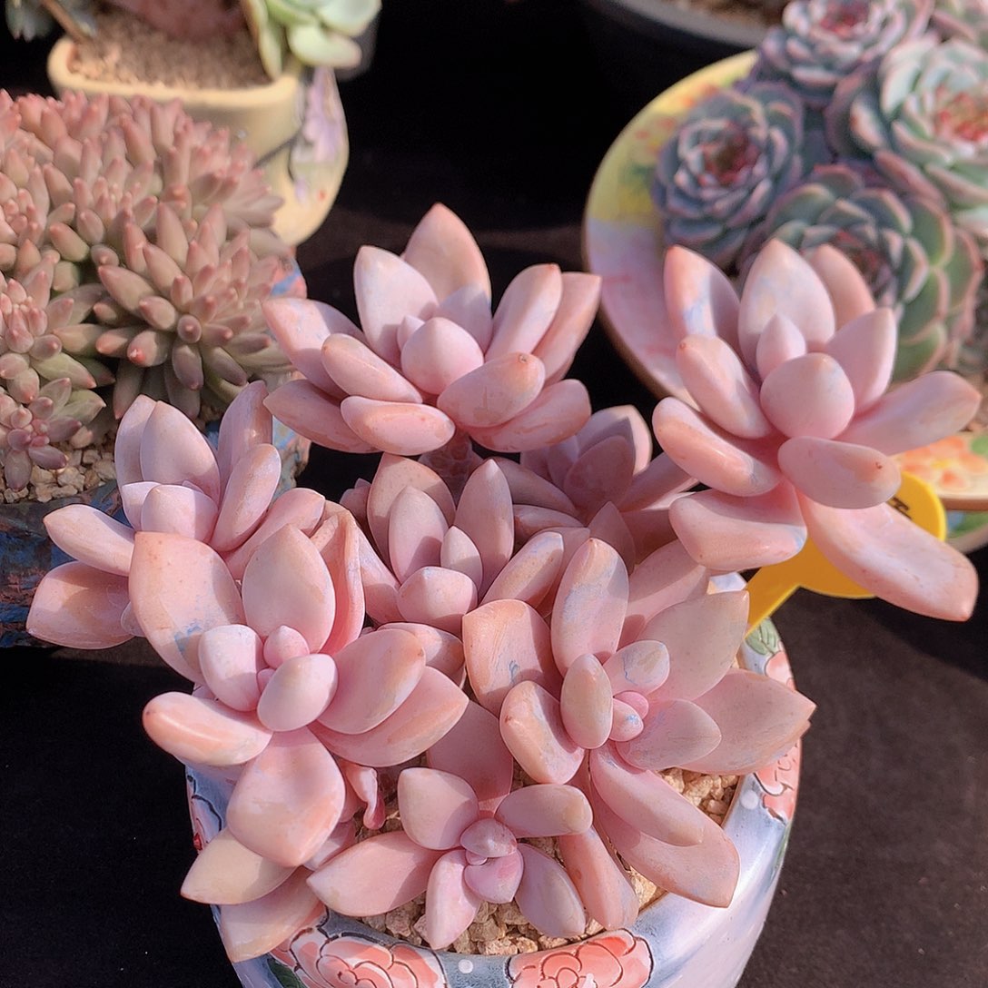 不****桃霜多肉一物一拍